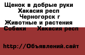 Щенок в добрые руки - Хакасия респ., Черногорск г. Животные и растения » Собаки   . Хакасия респ.